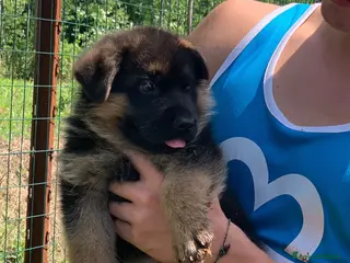 Pastore Tedesco cani cuccioli - Annuncio 7