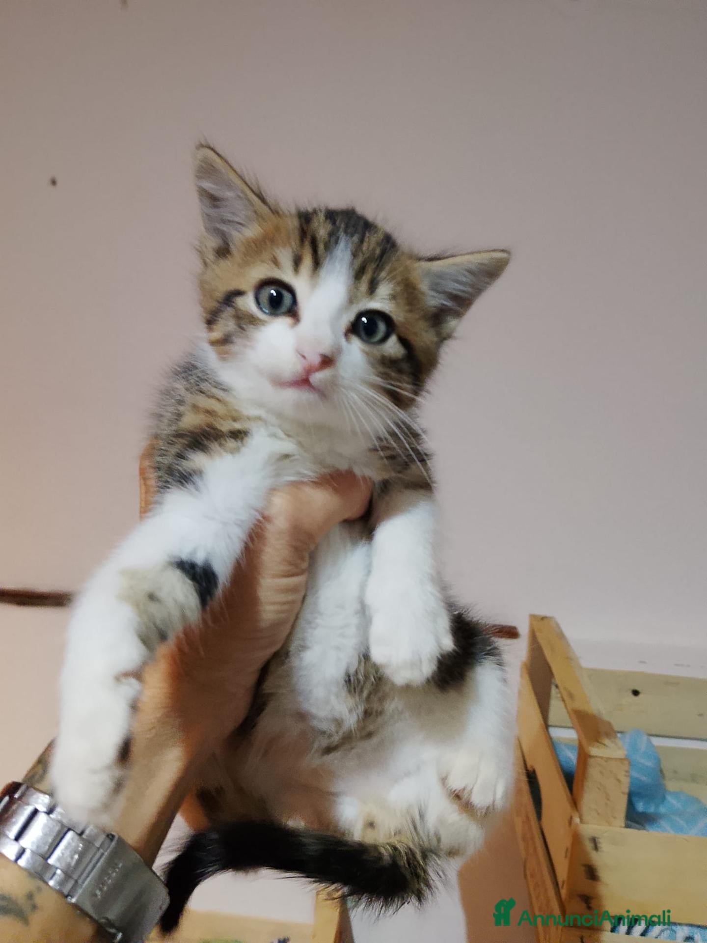 Altre razze gatti Tre piccoli micetti in cerca di casa - Annuncio 15