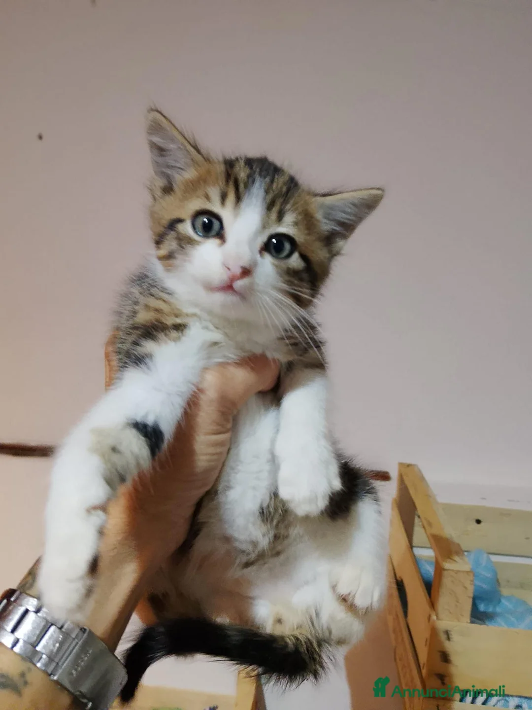 Altre razze gatti in regalo: Tre piccoli micetti in cerca di casa a Città metropolitana di Milano - Annuncio 1
