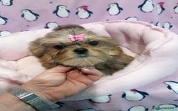 Meticcio cani in vendita: Shorkie cuccioli - Yorkshire e Shih Tzu a Province of Rovigo - Immagine 7