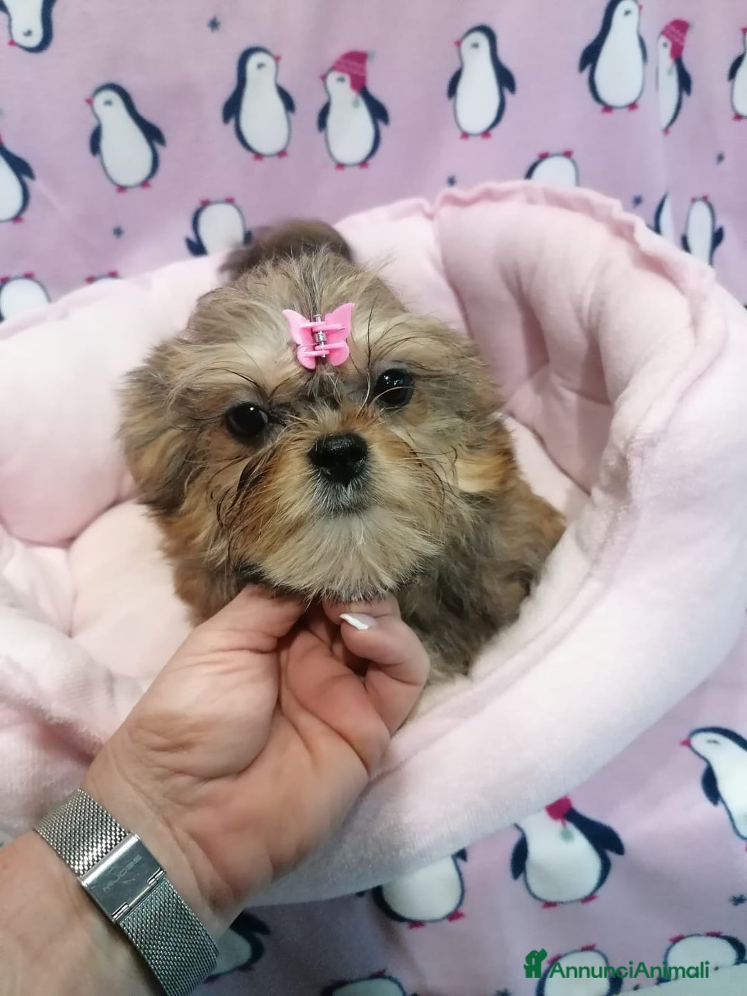 Meticcio cani in vendita: Shorkie cuccioli - Yorkshire e Shih Tzu a Province of Rovigo - Immagine 7