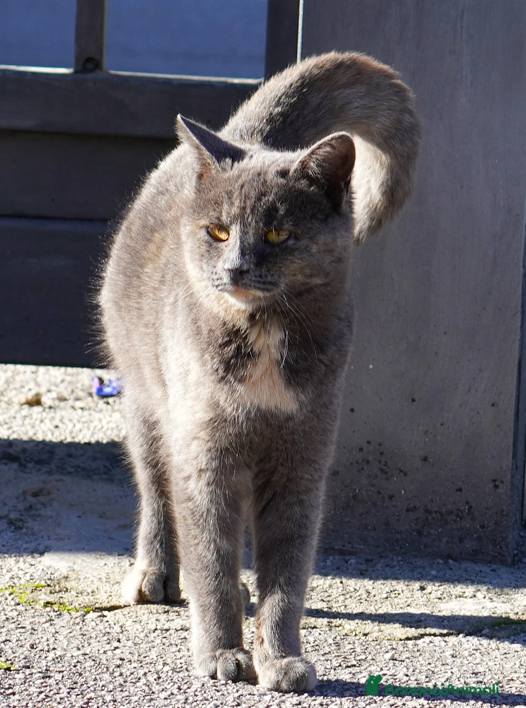 Meticcio gatti in regalo: Scheggia, gattina meravigliosa  - Annuncio 2