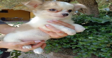 Chihuahua cani a Viterbo - Annuncio 11