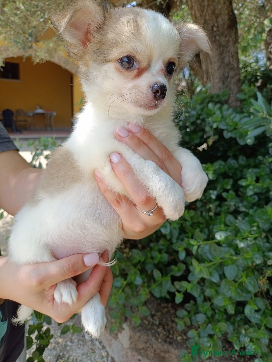 Chihuahua cani in vendita: Cuccioli di Chihuahua a pelo lungo a Viterbo - Immagine 3