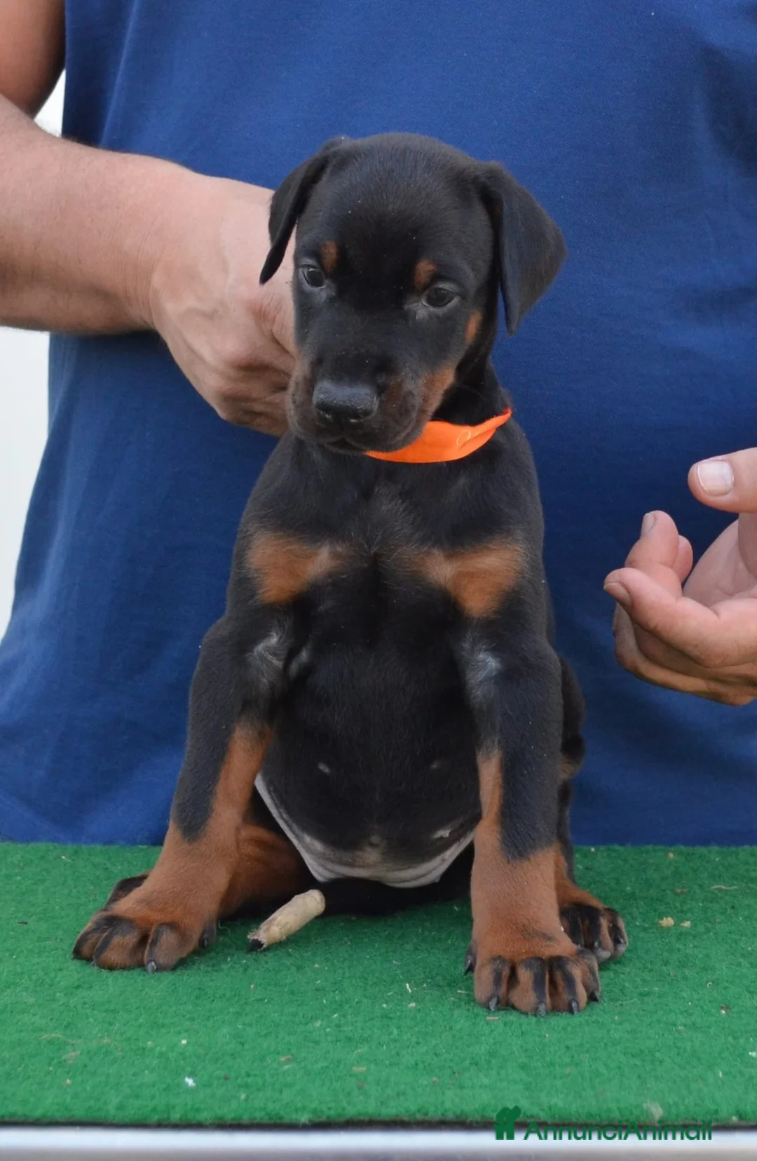Dobermann cani in vendita: cuccioli di dobermann di altissima genealogia  a Provincia di Pescara - Annuncio 7