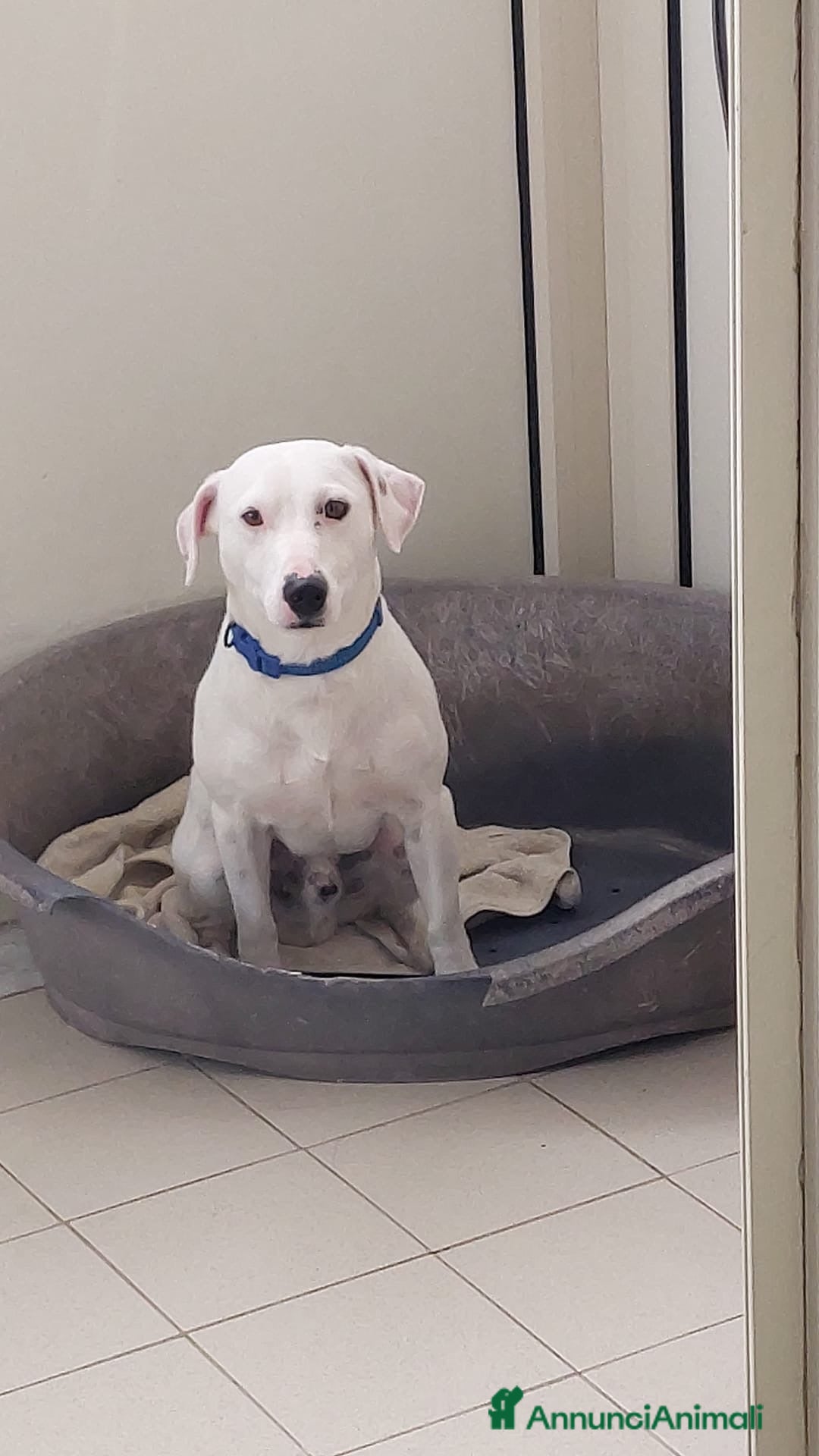 Jack Russell cani Cerco una famiglia degna per il mio jack - Annuncio 1