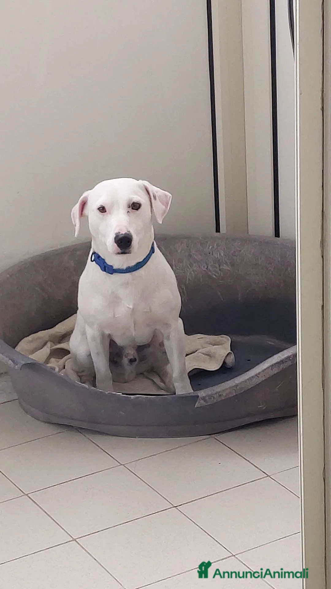 Jack Russell cani in regalo: Cerco una famiglia degna per il mio jack - Annuncio 1