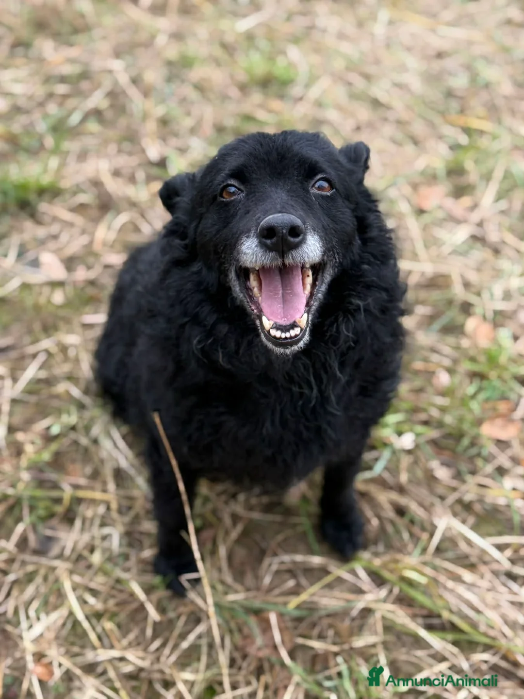 Meticcio cani in regalo: DIOR, cagnolina sorridente cerca amore! - Annuncio 1