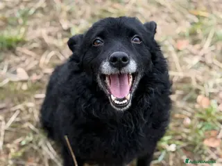 Meticcio cani DIOR, cagnolina sorridente cerca amore! - Annuncio 32