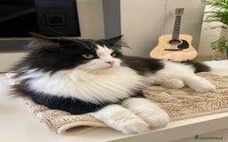 Siberiano gatti per accoppiamento: Stallone siberiano a Provincia di Padova - Immagine 5