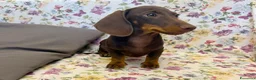 Bassotto cani in vendita: Bassotto cioccolato  con Pedigree ENCI. - Annuncio 4