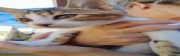 Europeo gatti in regalo: Adozione di coppia - Annuncio 3