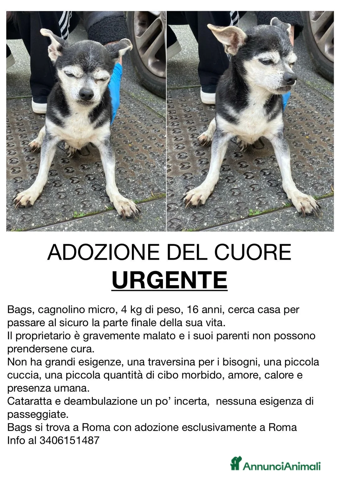 Meticcio cani in regalo: ADOZ.DEL💔: URGENTE! Micro cane, ANZIANISSIMO! - Annuncio 1