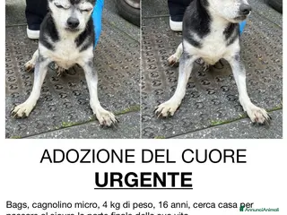 Meticcio cani ADOZ.DEL💔: URGENTE! Micro cane, ANZIANISSIMO! - Annuncio 27