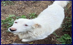 Meticcio cani in regalo: BOMBA giovane buona con tutti! tg abbondante - Immagine 5