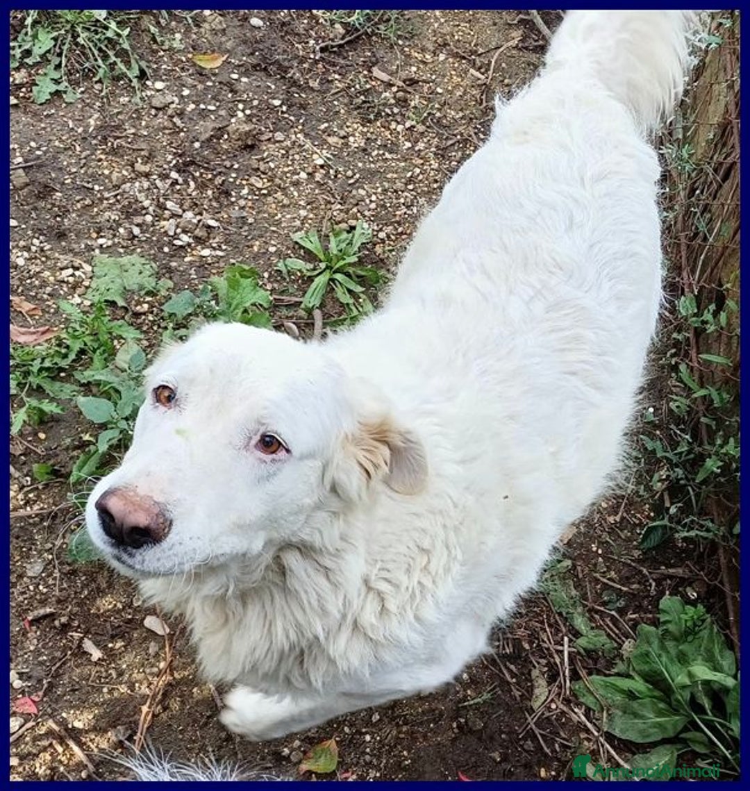 Meticcio cani in regalo: BOMBA giovane buona con tutti! tg abbondante - Immagine 5