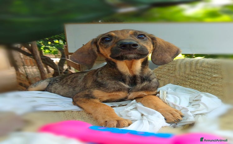 Segugio cani a Città Metropolitana di Genova - Annuncio 4