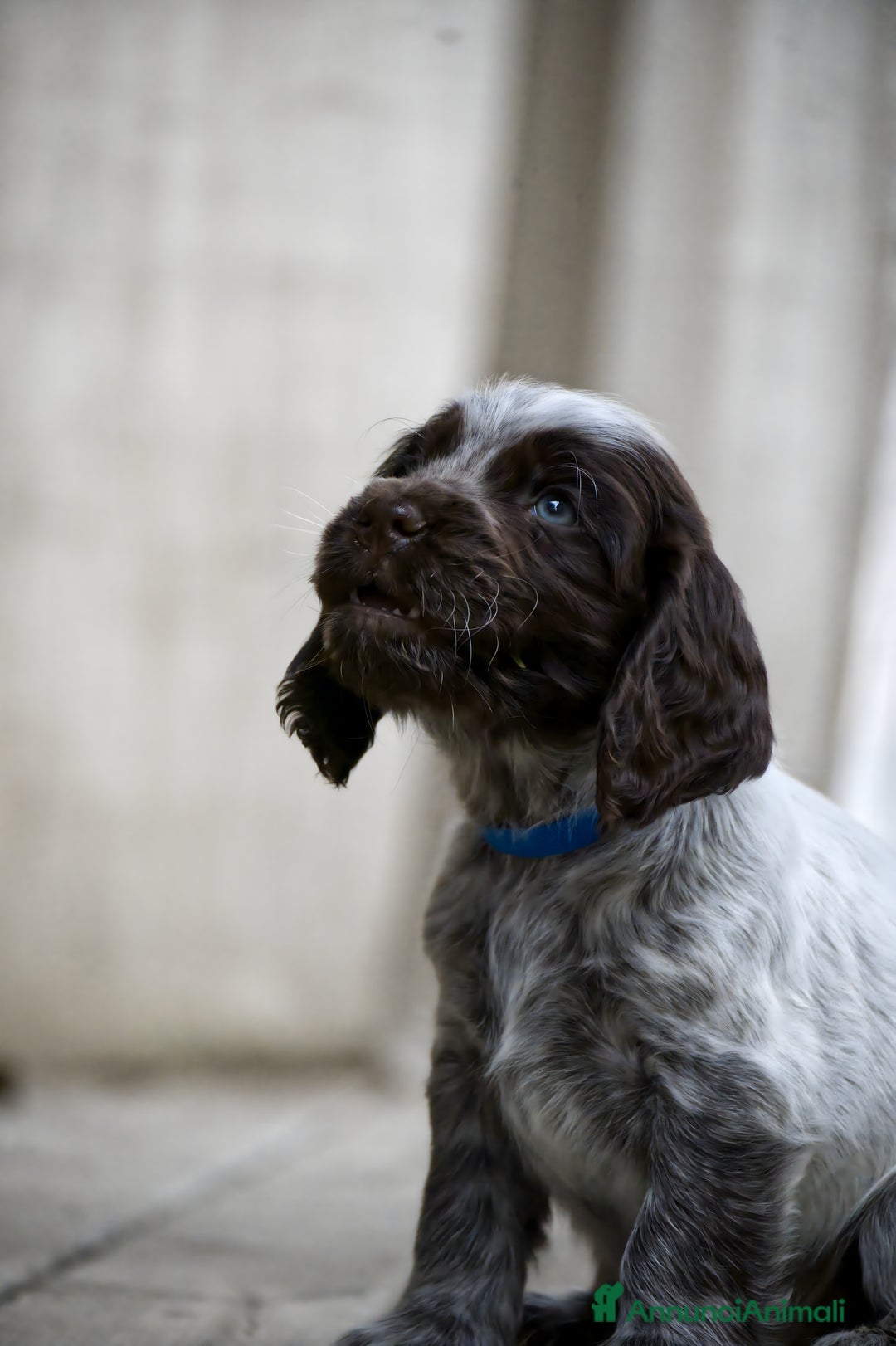 Cocker cani in vendita: Cocker Spaniel Inglesi - Cioccolato Roano  - Annuncio 4