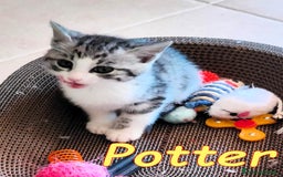 Europeo gatti in regalo: POTTER DOLCISSIMO GATTINO - Immagine 3