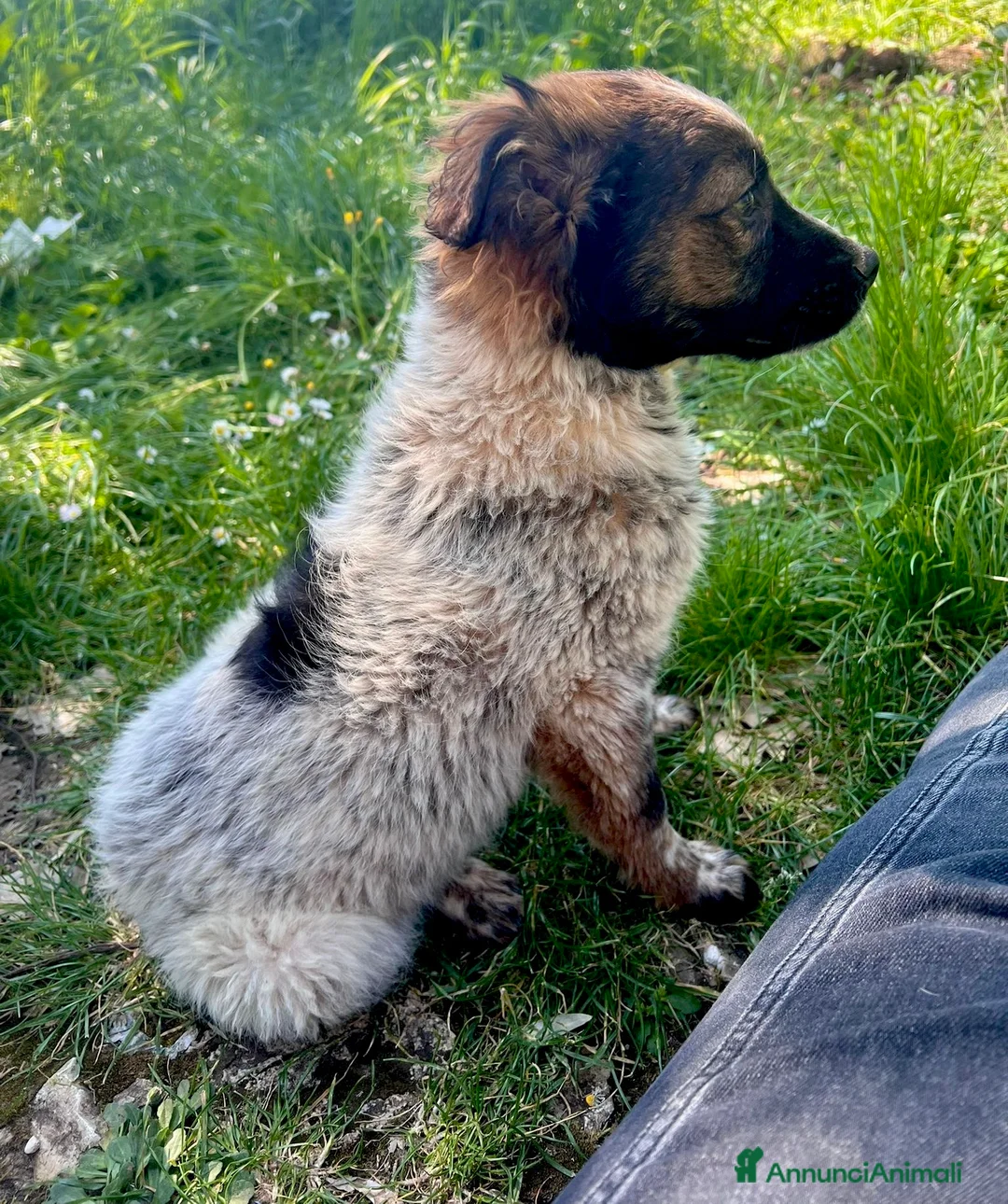 Meticcio cani in regalo: Cucciolo taglia media 3 mesi - Annuncio 6