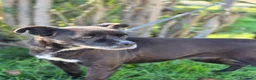 Meticcio cani in regalo: Cloe: nonnina adorabile taglia piccola  - Annuncio 4