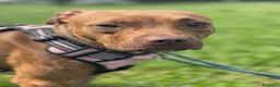 Meticcio cani in regalo: ALMA BELLISSIMA PIT - Annuncio 13