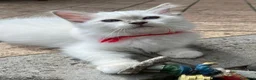 Sacro di Birmania gatti in vendita: Gattina sacro di Birmania a Città metropolitana di Milano - Annuncio 4