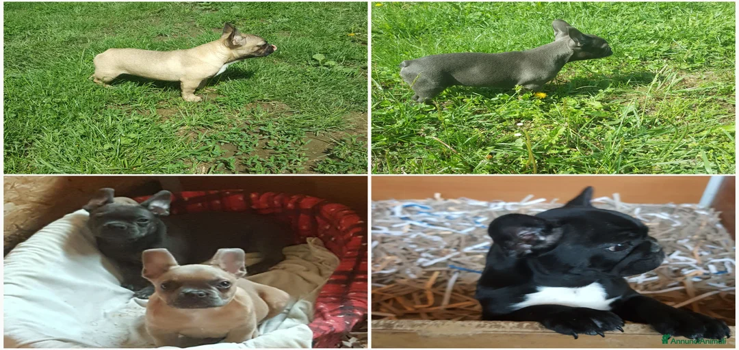 Immagine della galleria {{count}}