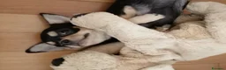Chihuahua cani in vendita: Chihuahua pedigree ENCI  - Annuncio 3