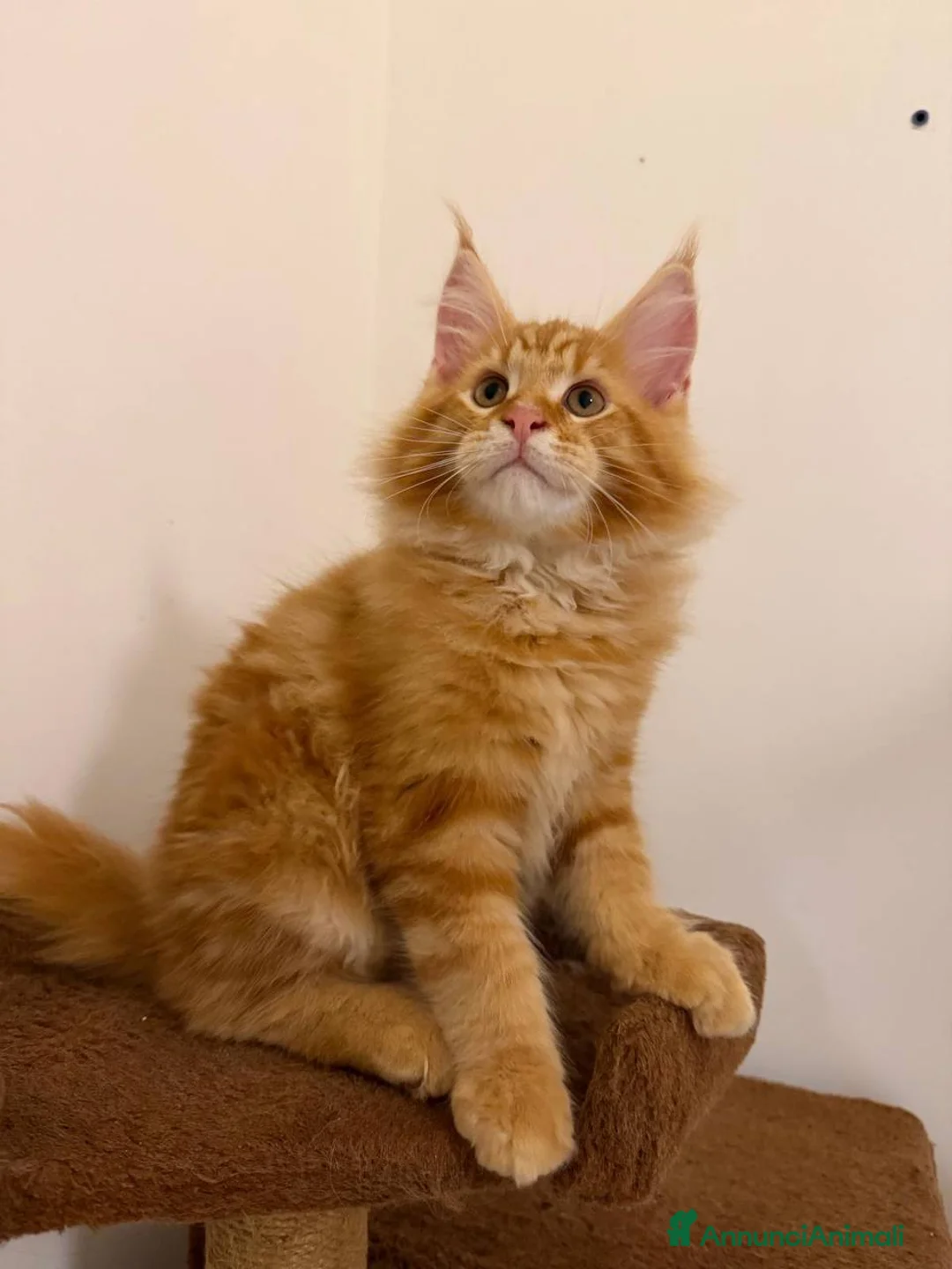 Maine Coon gatti in vendita: Gattini Maine Coon - Annuncio 6