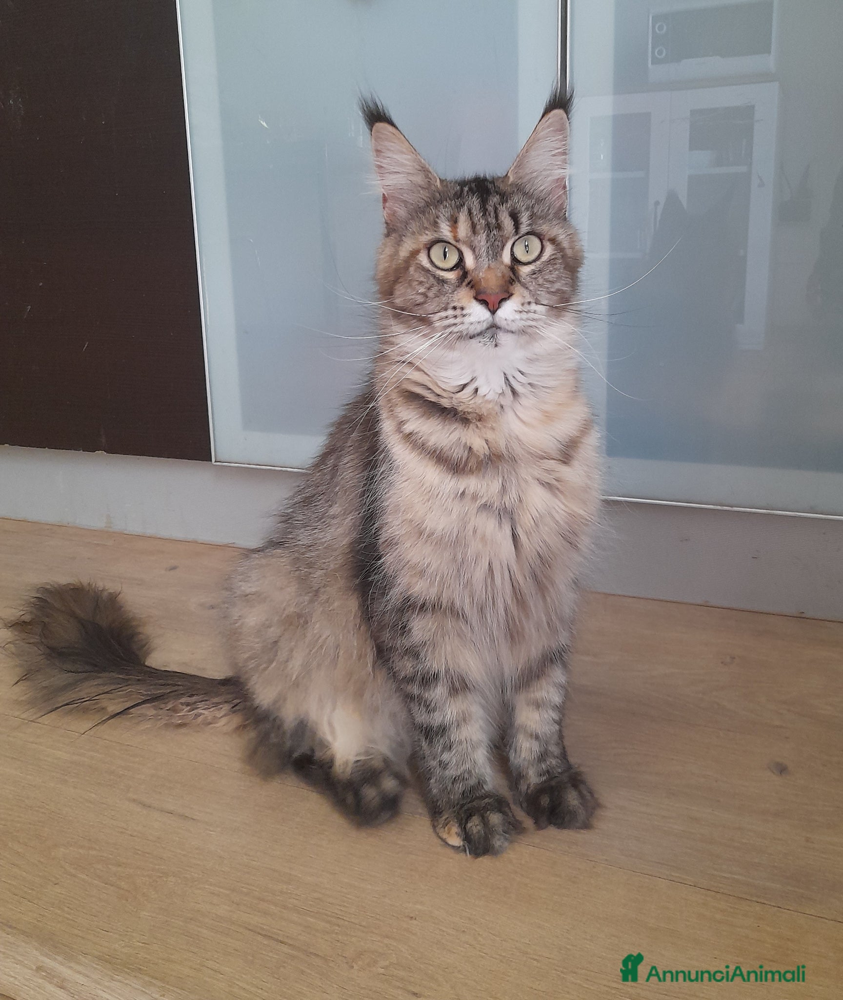 Maine Coon gatti Cuccioli mix Mainecoon ed Europei  - Annuncio 4