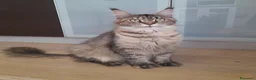 Maine Coon gatti in vendita: Cuccioli mix Mainecoon ed Europei  - Annuncio 1