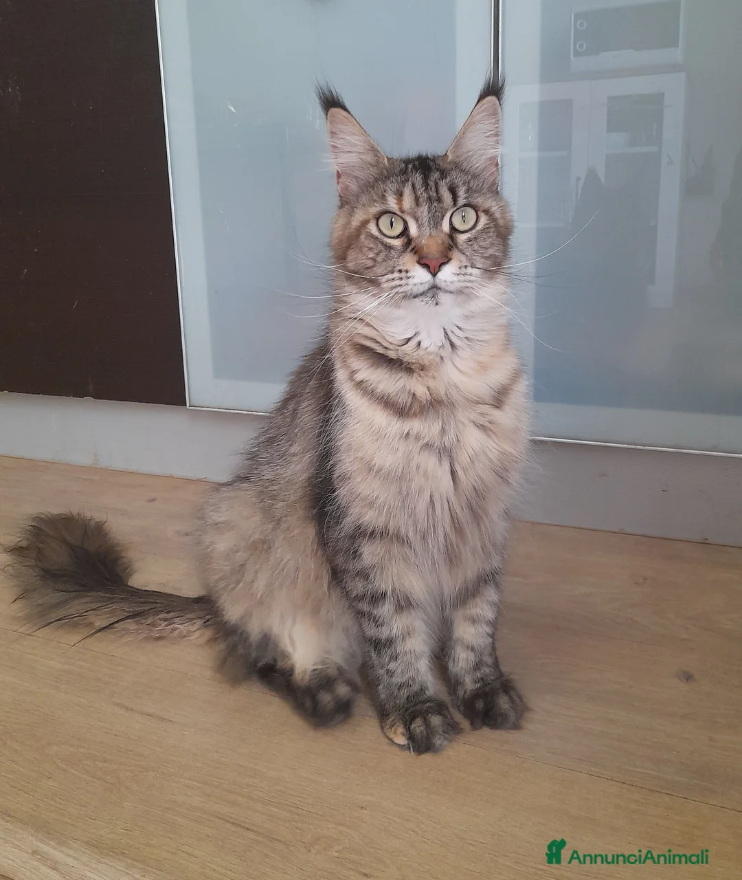 Maine Coon gatti in vendita: Cuccioli mix Mainecoon ed Europei  - Annuncio 1