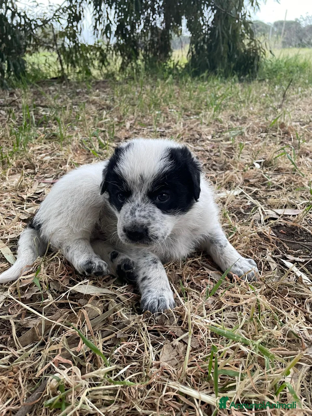 Meticcio cani in regalo: Aria Maya e Zoe cucciole taglia grande  - Annuncio 2