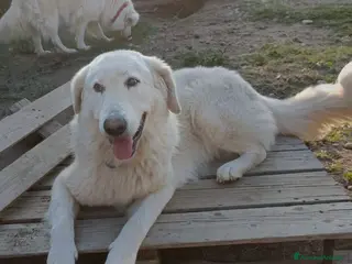 Pastore Maremmano cani Tony anima buona 4 anni sta crescendo in recinto a Città Metropolitana di Torino - Annuncio 2