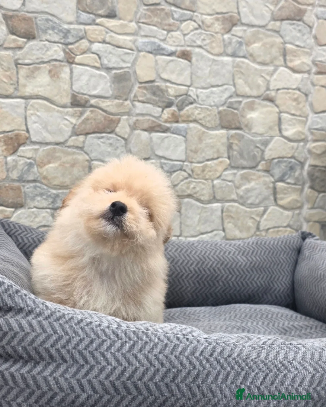 Maltipoo cani in vendita: Maltipoo  - Annuncio 2