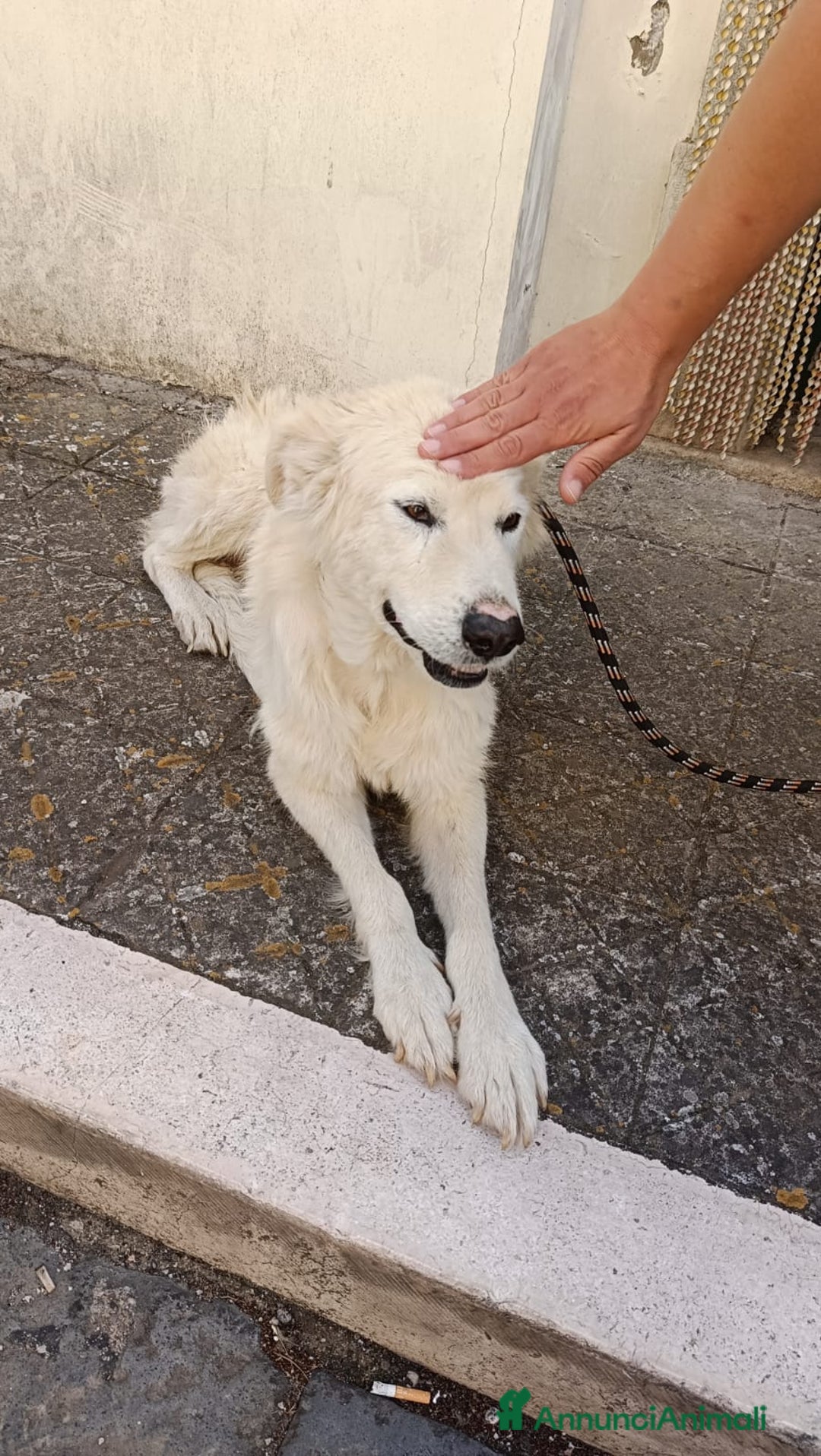 Meticcio cani in regalo: FABIANA MIX MAREMMANO - Annuncio 20