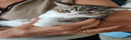 Scottish gatti in vendita: Scottish straight  - Annuncio 7