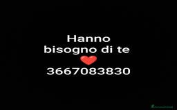 Europeo gatti in regalo: ❤️CI SIAMO ANCHE NOI - Immagine 1