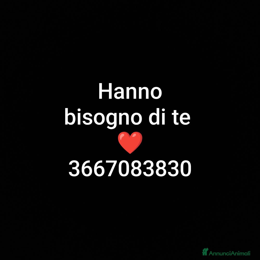 Europeo gatti in regalo: ❤️CI SIAMO ANCHE NOI - Immagine 1