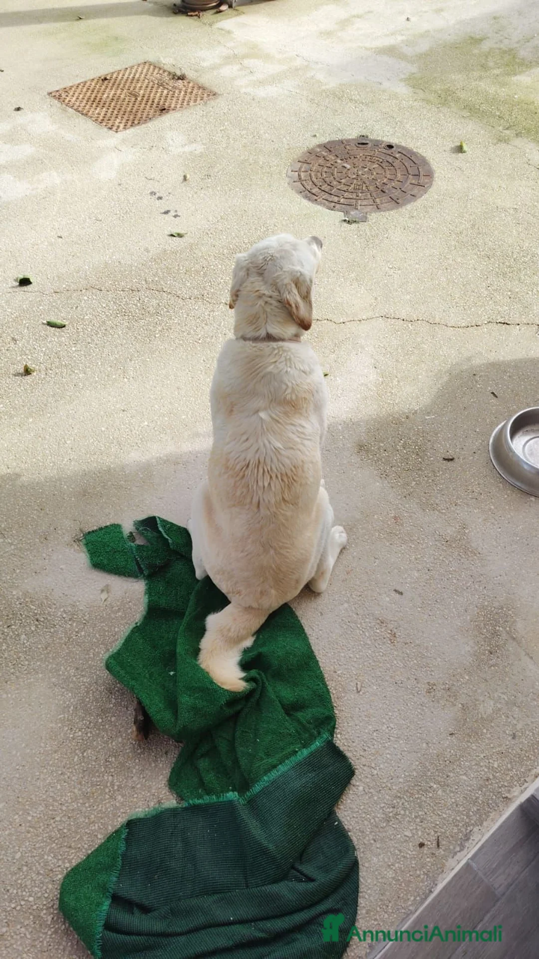 Labrador cani in regalo: Cerchiamo una nuova famiglia per Stella ❤️ a Libero consorzio comunale di Trapani - Annuncio 2
