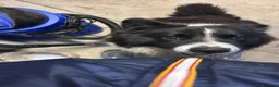 Border Collie cani per accoppiamento: Border collie maschio per accoppiamento  - Annuncio 11