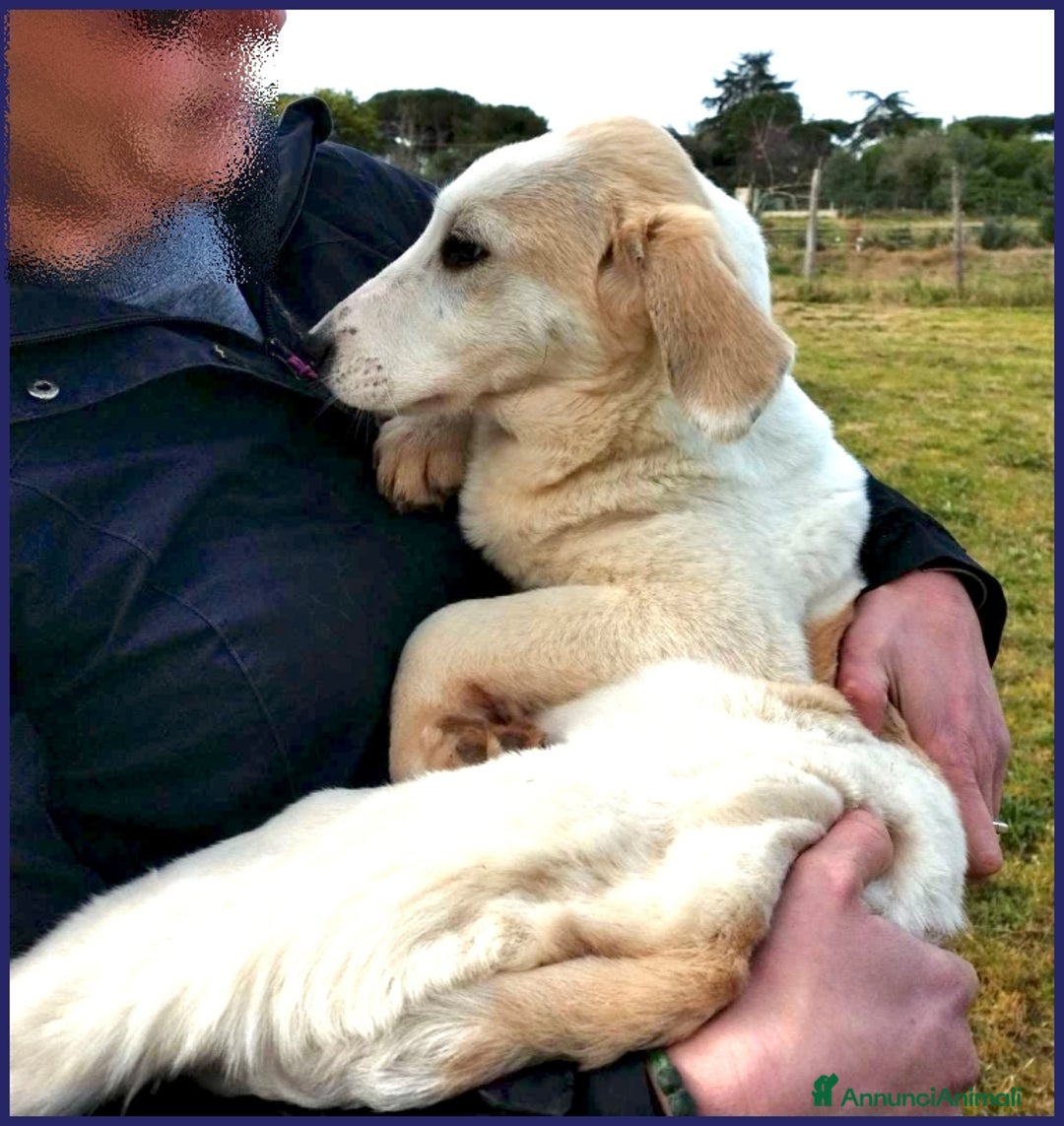 Meticcio cani in regalo: CACIARA, CUCCIOLETTA 3 MESI E MEZZO, PIENA DI GIOI a Città metropolitana di Milano - Annuncio 13