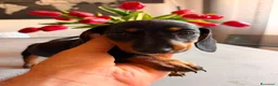 Bassotto cani in vendita: 2 Bassotti .uno arlecchino,e nero focato a Città metropolitana di Roma Capitale - Annuncio 7