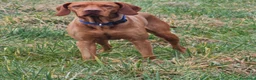 Vizsla cani per accoppiamento: Disponibile per monta: VIZSLA con pedigree ENCI a Provincia di Monza e della Brianza - Annuncio 5