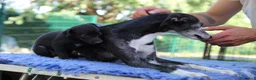 Whippet cani in vendita: Cuccioli di whippet  - Annuncio 10