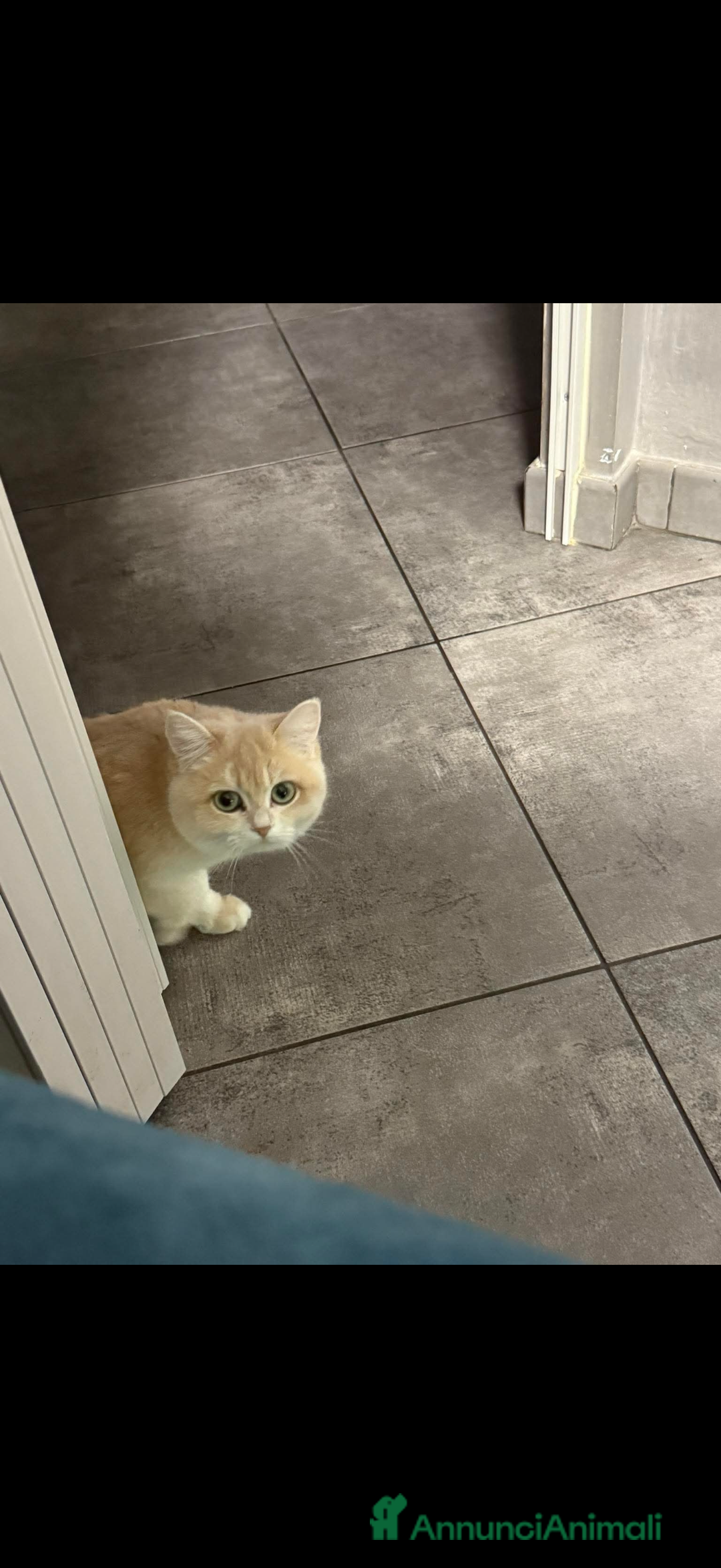 British gatti in vendita: British lilac golden  - Annuncio 3