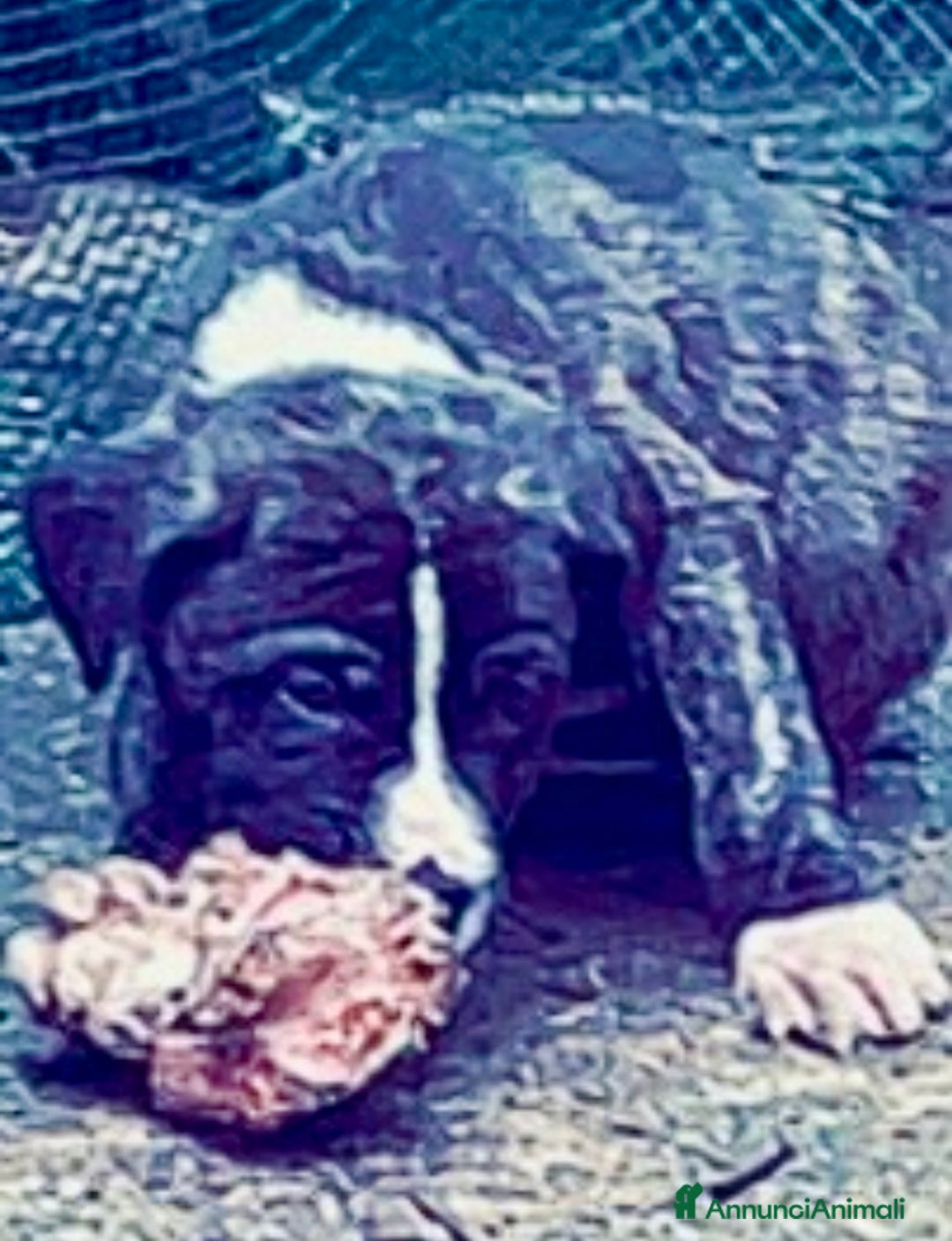 Cane Corso cani in vendita: Cuccioli di Cane Corso D Élite  - Annuncio 7