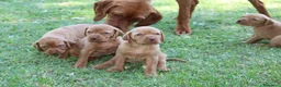 Bracco cani in vendita: Cuccioli di bracco ungherese con pedigree di20 - Annuncio 4