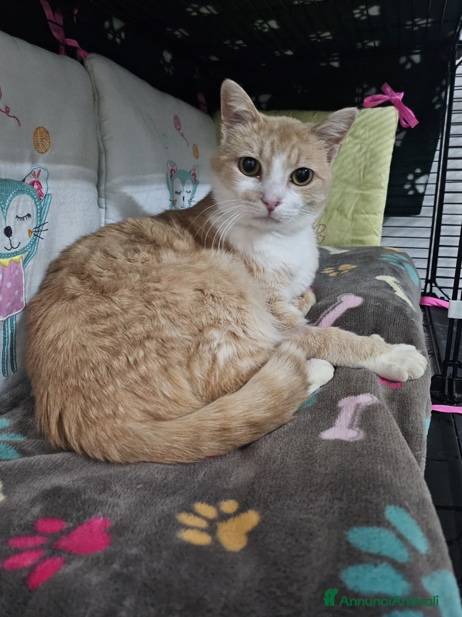 Altre razze gatti GIMMY CERCA CASA ❤️ - Annuncio 2